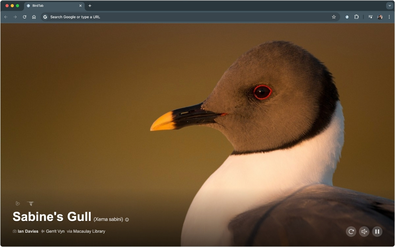 BirdTab OG image